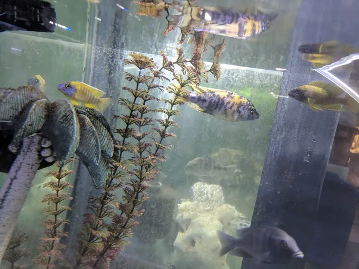Malawi Aquatics 5