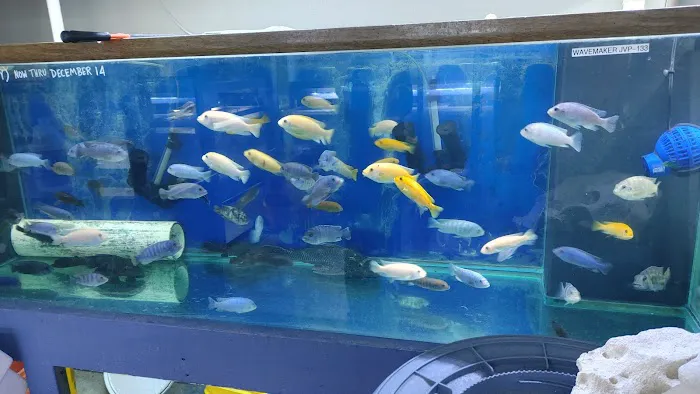Malawi Aquatics 1