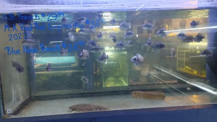 Malawi Aquatics 7