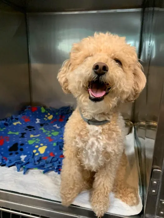 Ani-Mall Pet Hospital 1