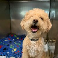 Ani-Mall Pet Hospital ico