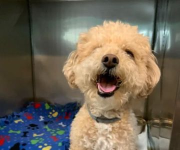 Ani-Mall Pet Hospital