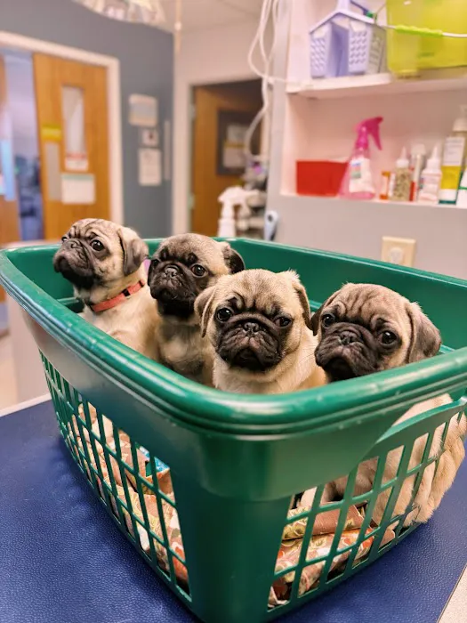Ani-Mall Pet Hospital 3