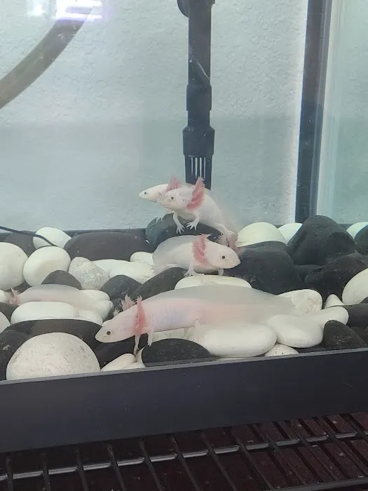Show Me Reptile Shop STP 1