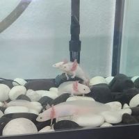 Show Me Reptile Shop STP ico