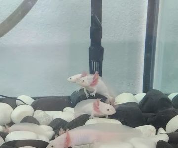 Show Me Reptile Shop STP