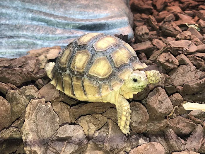 Show Me Reptile Shop STP 4