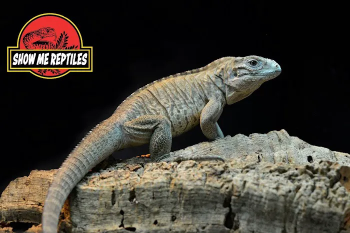 Show Me Reptile Shop STP 8