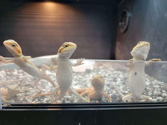 Show Me Reptile Shop STP 2