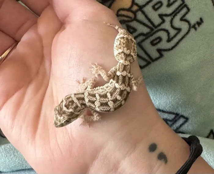 Show Me Reptile Shop STP 5