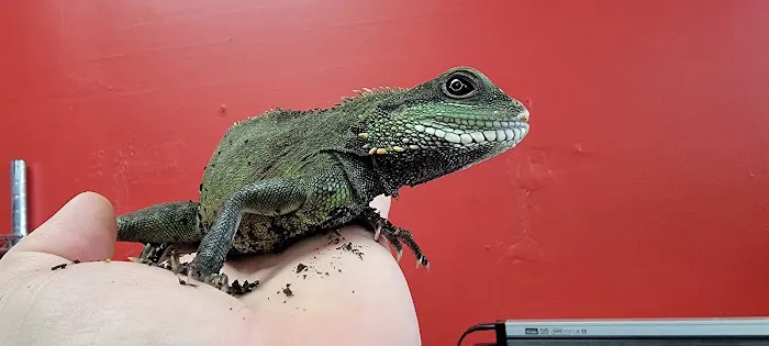 Show Me Reptile Shop STP 6