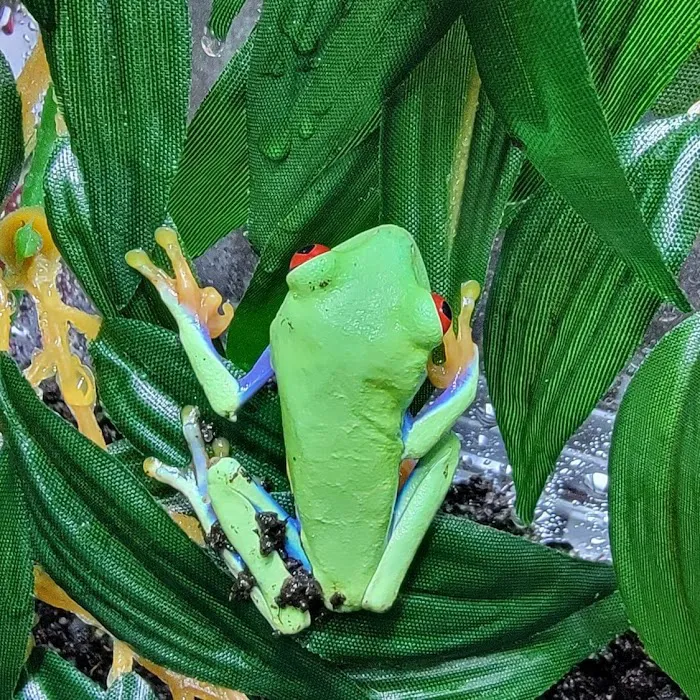 Show Me Reptile Shop STP 10