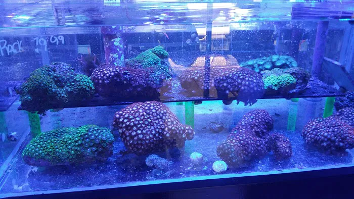 Corals & More 7