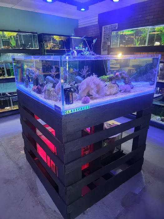 Corals & More 1