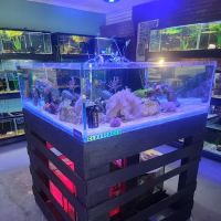 Corals & More ico