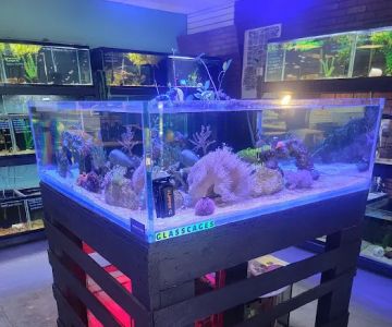 Corals & More