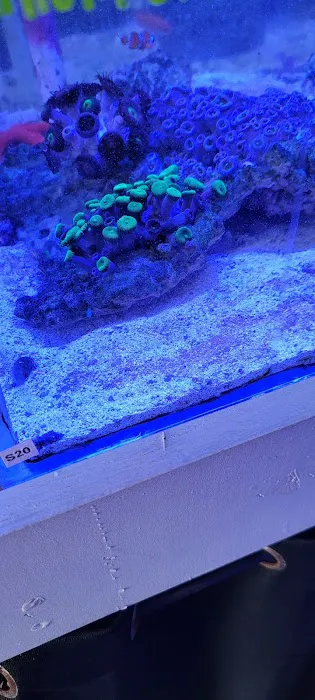 Corals & More 3