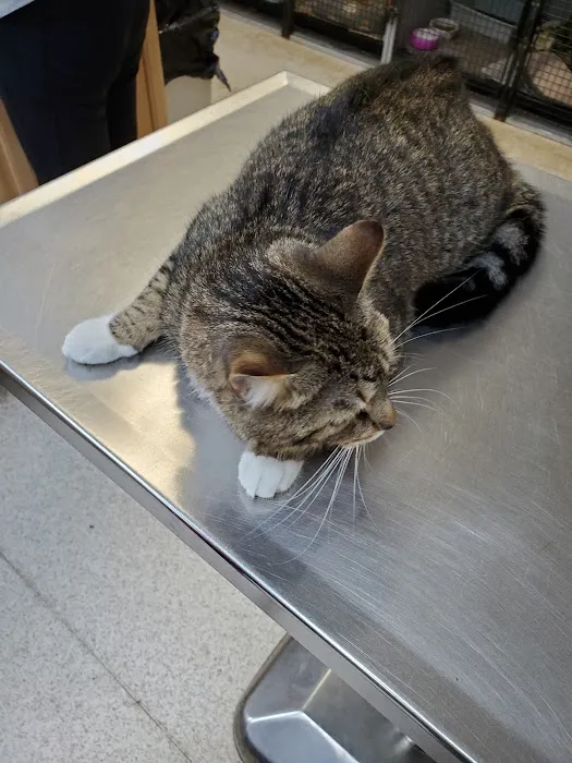 Main Street Veterinary Clinic 2