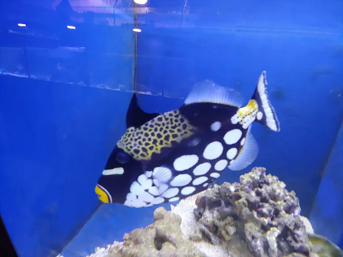 Marine Solutions 1
