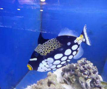 Marine Solutions