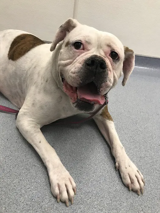 VCA Flannery Animal Hospital 9