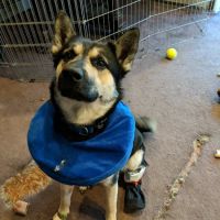 VCA Flannery Animal Hospital ico