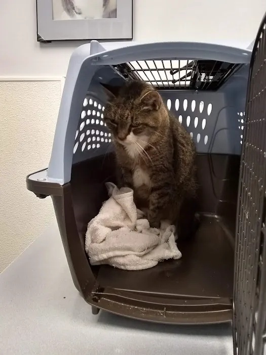 VCA Flannery Animal Hospital 8