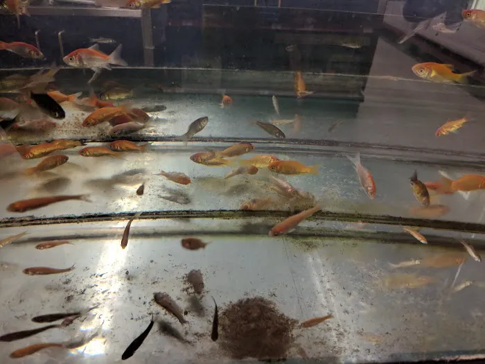 Petco 5