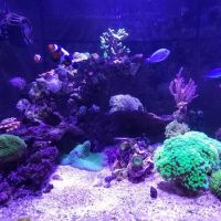 Take-Away Coral LLC ico