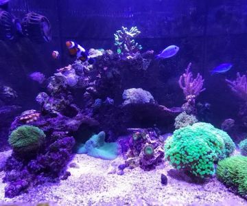 Take-Away Coral LLC