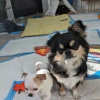 Stone Cottage Veterinary Hospital ico