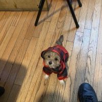 Banfield Pet Hospital ico