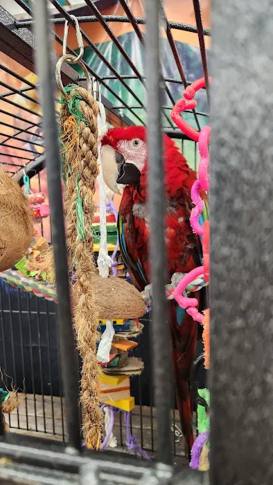 Varietees Exotic Bird Store 1