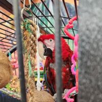 Varietees Exotic Bird Store ico