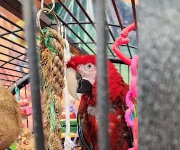 Varietees Exotic Bird Store