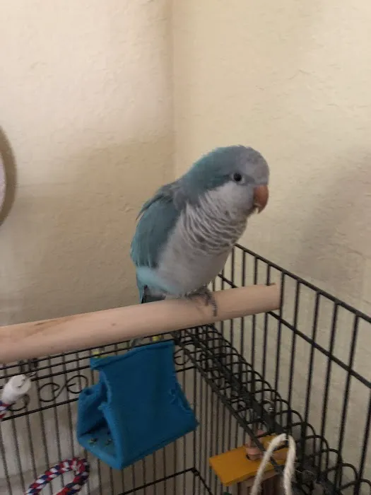 Varietees Exotic Bird Store 6