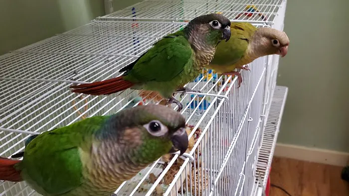 Varietees Exotic Bird Store 8