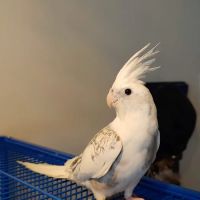 West End Veterinary Office ico