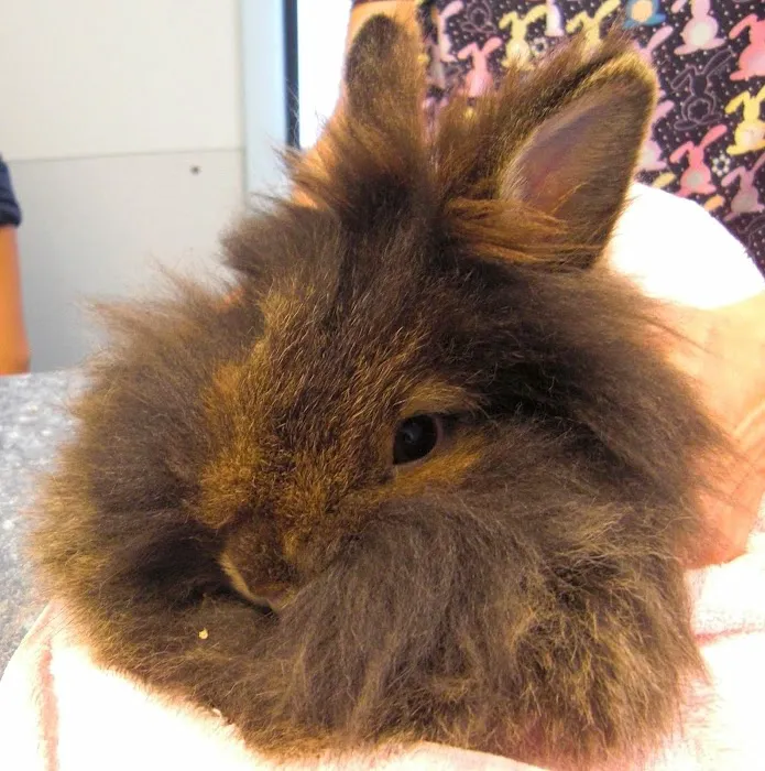 West End Veterinary Office 10