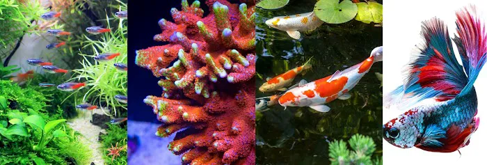 Aqua World 4