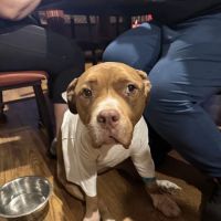 Animal Hospital of Cold Spring ico