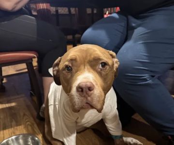 Animal Hospital of Cold Spring