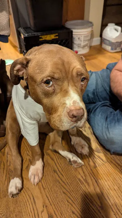 Animal Hospital of Cold Spring 2