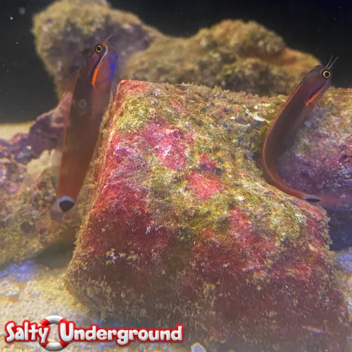 Salty Underground 9