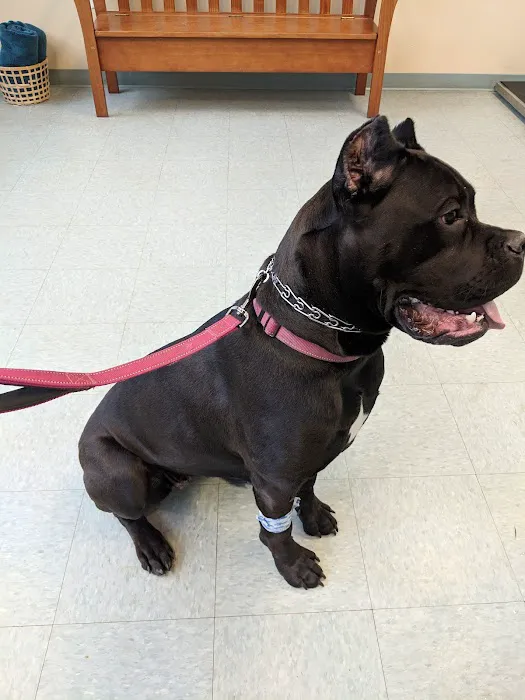 The Beacon Veterinary Associates 3