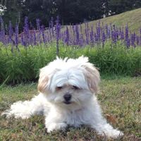 The Beacon Veterinary Associates ico