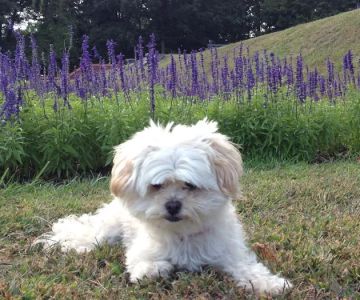 The Beacon Veterinary Associates