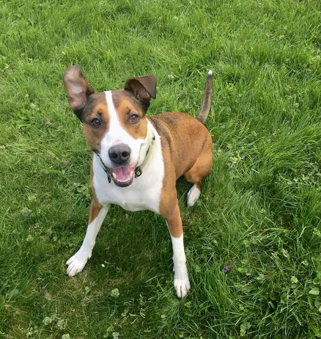 Hudson Highlands Veterinary Medical Group - Beacon 5
