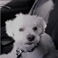 Hudson Highlands Veterinary Medical Group - Beacon ico