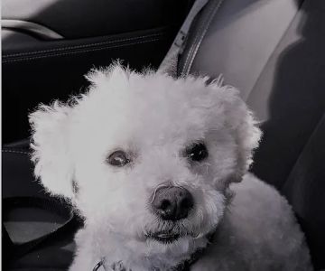 Hudson Highlands Veterinary Medical Group - Beacon